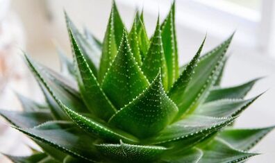 The use of Aloe to increase the limb
